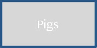 pigs